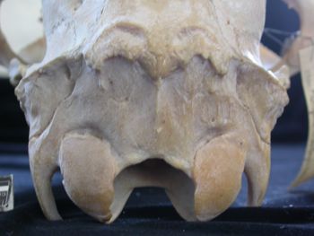 Media type: image;   Mammalogy 25354